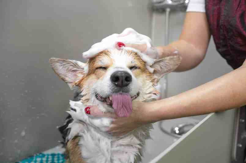 Groomer-bathes-corgi-scaled